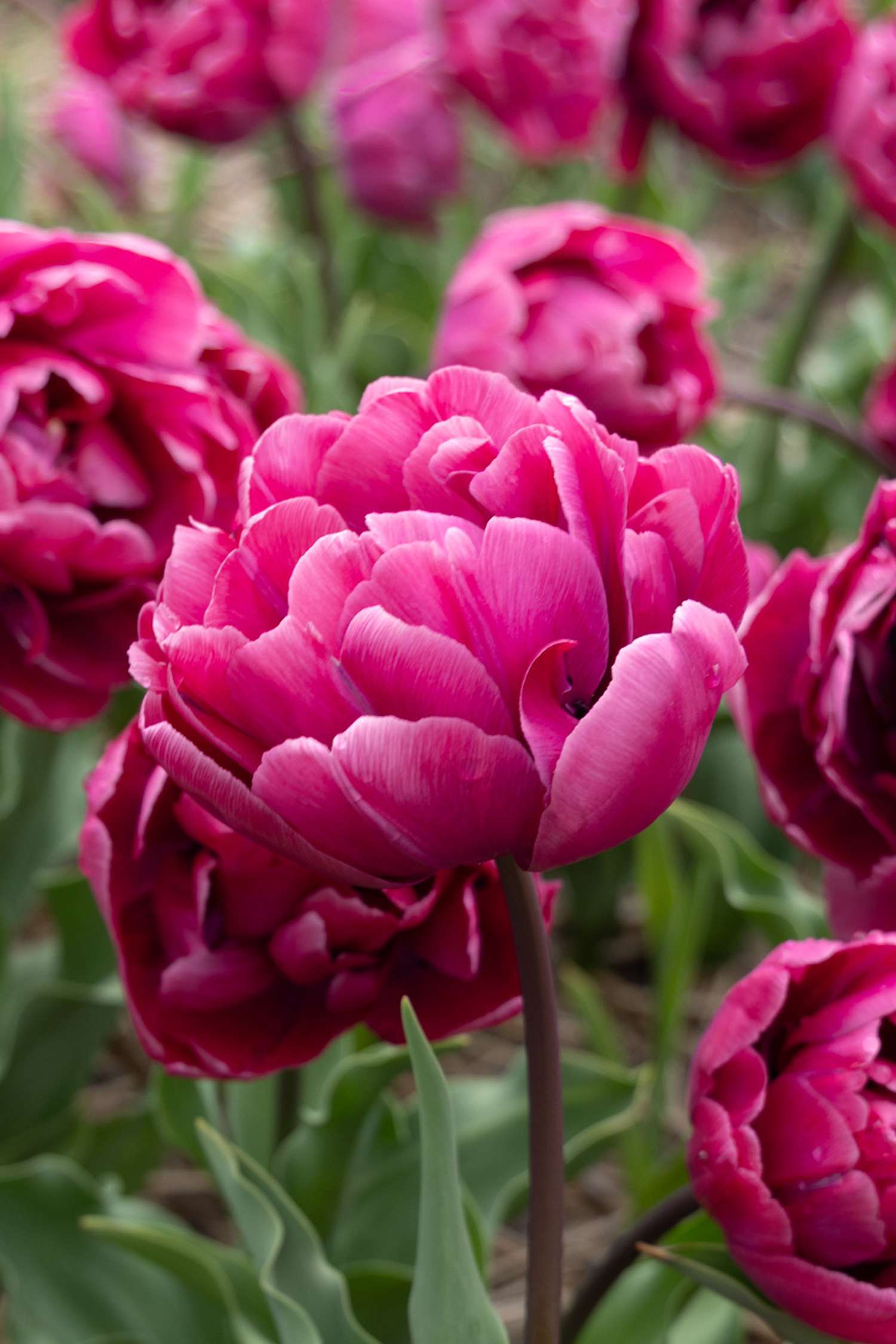 Tulppaani 'Rosy Diamond'
